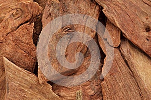 Organic barks of Arjuna or Arjun Tree (Terminalia arjuna). photo