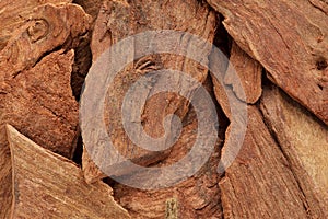 Organic barks of Arjuna or Arjun Tree (Terminalia arjuna).