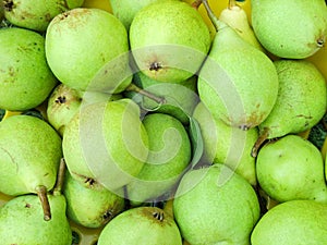 Organic bartlett (williams) pears