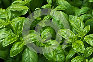 Organic Basil