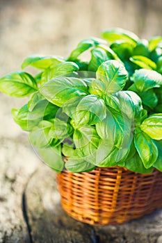 Organic basil plant