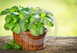 Organic basil plant photo