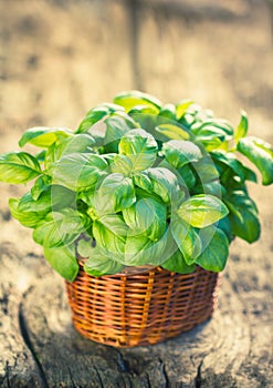 Organic basil plant