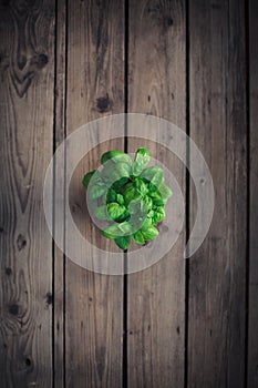 Organic basil plant in the basket