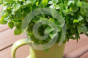 Organic basil plant