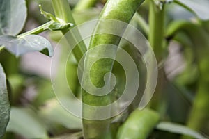 Organic bean garden