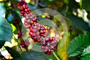 Organic beans of coffe in India