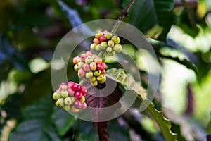 Organic beans of coffe in India