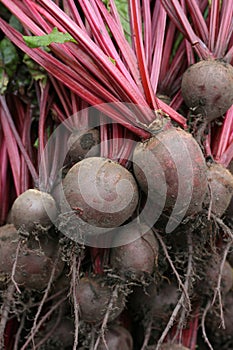 Organic Beetroot