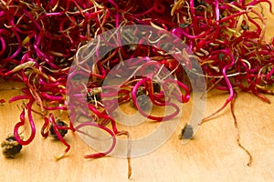Organic beetroot germinated sprouts