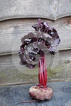 organic beetroot growing