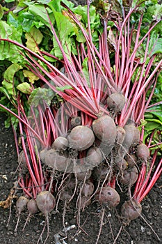 Organic Beetroot Harvest