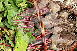 Organic beetroot from rural permaculture