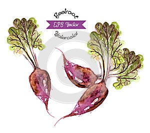 Organic beetroot, watercolor vector illustration