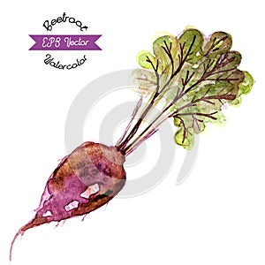 Organic beetroot, watercolor vector illustration