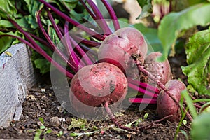 Organic beets