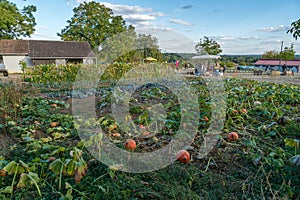 Organic bio agriculture in France, pumpkins in the field