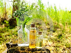 Organic bio alternative medicine, Herbal medicine., bottles of healthy essential oil or infusion and dry medicinal herbs photo