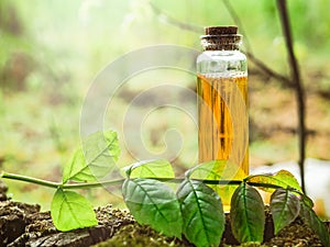 Organic bio alternative medicine, Herbal medicine., bottles of healthy essential oil or infusion and dry medicinal herbs photo