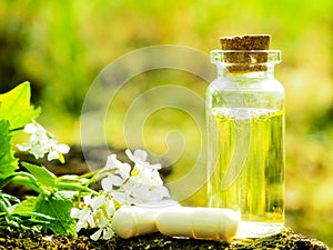 Organic bio alternative medicine, Herbal medicine., bottles of healthy essential oil or infusion and dry medicinal herbs photo