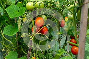 Organic bio tomatoes ripen in the greenhouse