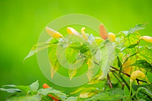 Organic bird chili (Capsicum frutescens) farming in green rice f