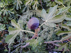 Organic black Fig fruit