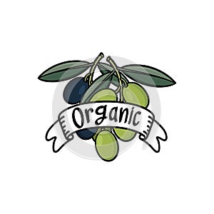 Organic black and green olives with leaves illustration