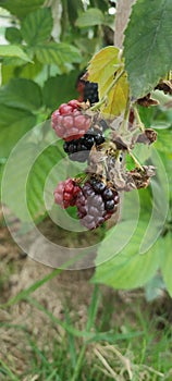 Organic blackberries belonging to the Rosaceae family