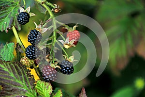 Organic blackberries on a branch in the garden