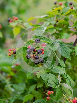 Organic blackberry bush. Growing Organic Berries closeup