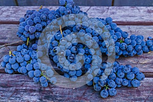 Organic blue grapes on the background of dark boards, prepared for a buffet table