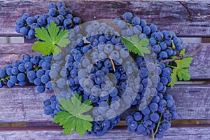 Organic blue grapes on the background of dark boards, prepared for a buffet table