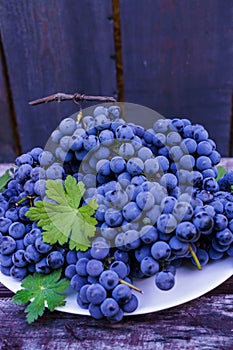 Organic blue grapes on the background of dark boards, prepared for a buffet table