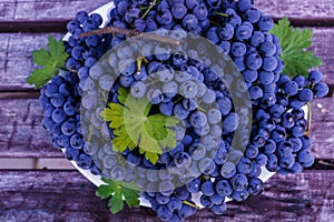 Organic blue grapes on the background of dark boards, prepared for a buffet table
