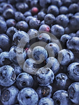 Organic blueberries ecological garden