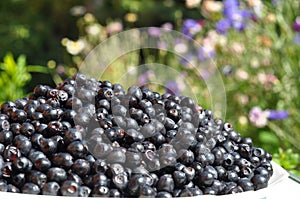 Organic blueberry in beautiful garden background commonly called bilberry, whortleberry, huckleberry or European blueberry.