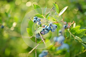 Organic blueberry berries ripening on bushes in an orchard