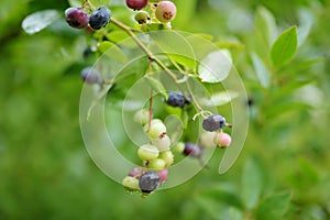 Organic blueberry berries ripening on bushes in an orchard