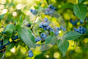 Organic blueberry berries ripening on bushes in an orchard