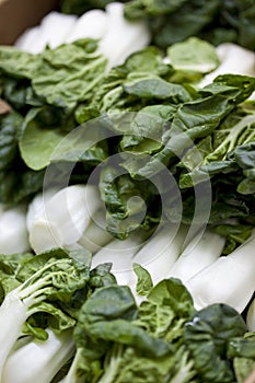 Organic Bok Choy Piled Up At Farmers Ma