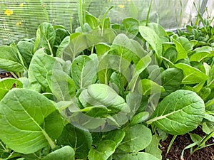 Organic Bok Choy plants with green leaves growing in vegetable garden, growing fresh vegetsbles as a hobby