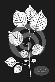 Organic botanical design template. Hand drawn Vector twig illustration
