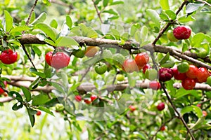 Organic Brazilian Acerola Fruit small cherry.