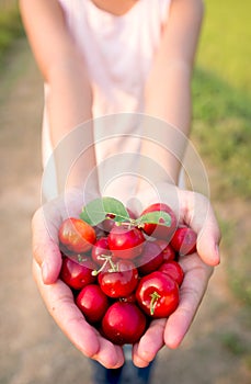 Organic Brazilian Acerola Fruit small cherry in hand.