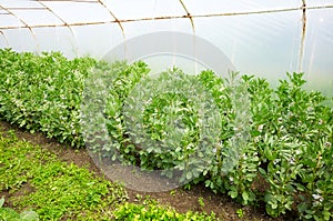 Organic broad bean Vicia faba cultivated in a polytunnel