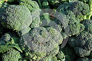 Organic Broccoli