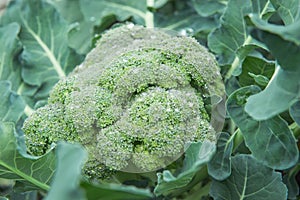 Organic broccoli with water drops