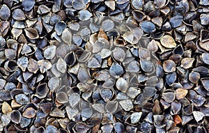 Organic buckwheat hulls