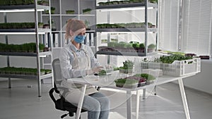 organic business, young woman wearing a medical mask packs fresh cut micro greens sprouts into packaging for sale and